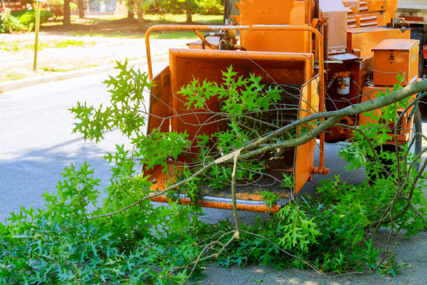 The Steps Involved in Our Tree Care Process in Morton, TX